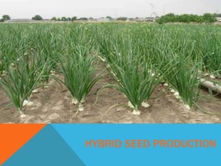 HYBRID SEED PRODUCTION
 