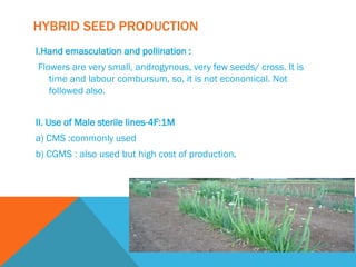 HYBRID SEED PRODUCTION
I.Hand emasculation and pollination :
Flowers are very small, androgynous, very few seeds/ cross. It is
time and labour combursum, so, it is not economical. Not
followed also.
II. Use of Male sterile lines-4F:1M
a) CMS :commonly used
b) CGMS : also used but high cost of production.
 