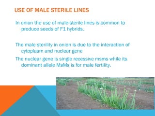 USE OF MALE STERILE LINES
In onion the use of male-sterile lines is common to
produce seeds of F1 hybrids.
The male sterility in onion is due to the interaction of
cytoplasm and nuclear gene
The nuclear gene is single recessive msms while its
dominant allele MsMs is for male fertility.
 