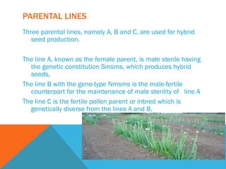 PARENTAL LINES
Three parental lines, namely A, B and C, are used for hybrid
seed production.
The line A, known as the female parent, is male sterile having
the genetic constitution Smsms, which produces hybrid
seeds,
The line B with the geno-type Nmsms is the male-fertile
counterpart for the maintenance of male sterility of line A
The line C is the fertile pollen parent or inbred which is
genetically diverse from the lines A and B.
 