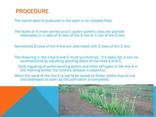 PROCEDURE
The hybrid seed is produced in the open in an isolated field.
The bulbs of A (male sterile) and C (pollen parent) lines are planted
alternately in a ratio of 4 rows of the A line to 1 row of the C line.
Sometimes 8 rows of the A line are alternated with 2 rows of the C line.
The flowering in the lines A and C must synchronize. If it does not, it can be
accomplished by adjusting planting dates of the lines A and C.
Daily rogueing of pollen-bearing plants and other off-types in the line A in
the morning before the anthers dehisce is essential.
When the seed of the line C is not to be saved its flower stalks may be cut
and destroyed as soon as the pollination is completed.
 