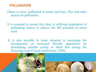 Onion is cross- pollinated in nature and bees, flies and other
insects do pollination.
It is essential to ensure that there is sufficient population of
pollinating insects to achieve the full potential of onion
seed.
It is also possible in some situation to encourage the
development of increased blowfly population by
distributing suitable carrier or dried fish among the
flowering crop (Currah and Proctor, 1990).
POLLINATION
 