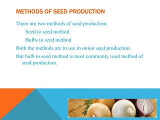 METHODS OF SEED PRODUCTION
There are two methods of seed production.
Seed to seed method
Bulbs to seed method
Both the methods are in use in onion seed production.
But bulb to seed method is most commonly used method of
seed production.
 