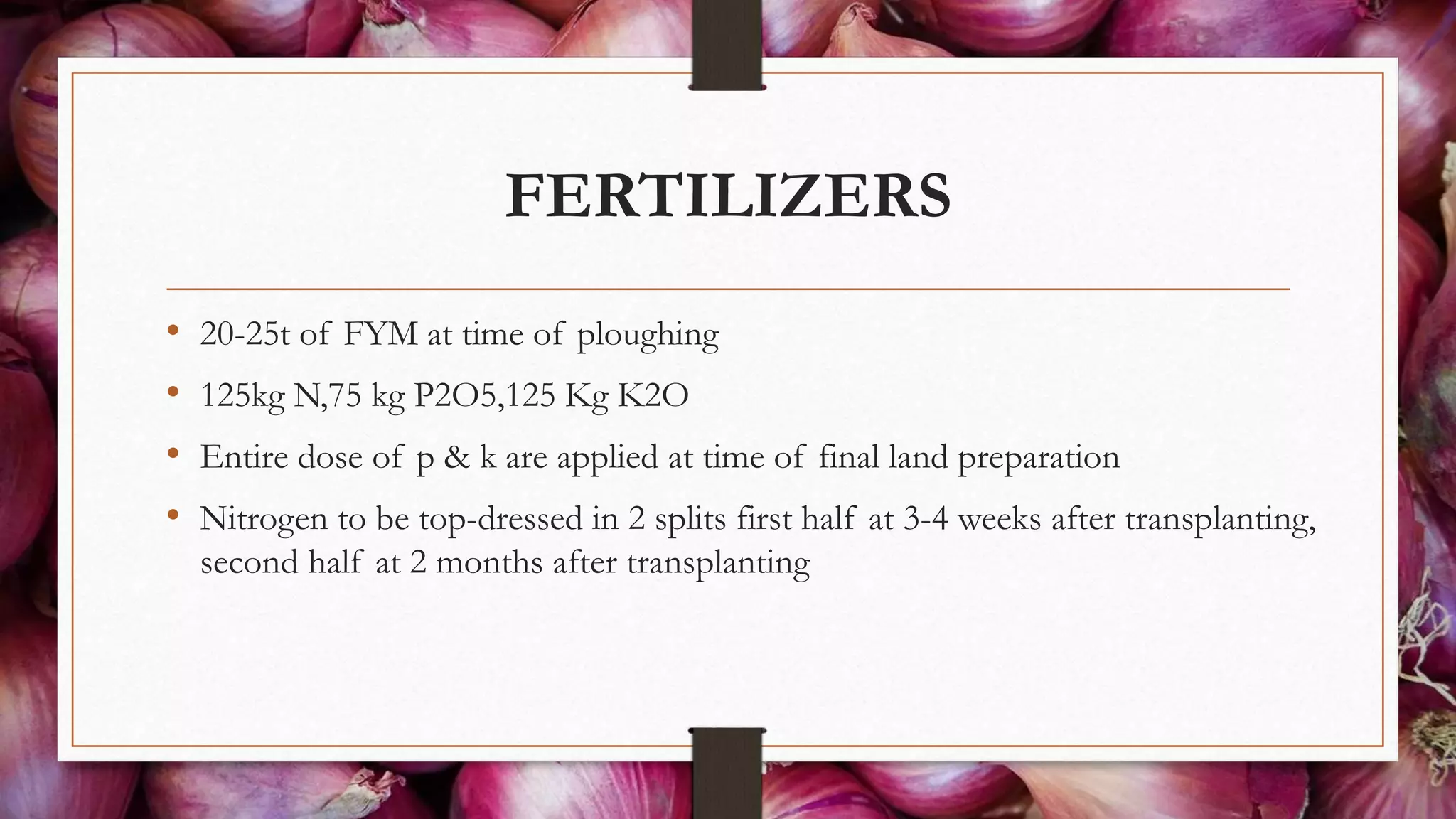 FERTILIZERS
• 20-25t of FYM at time of ploughing
• 125kg N,75 kg P2O5,125 Kg K2O
• Entire dose of p & k are applied at time of final land preparation
• Nitrogen to be top-dressed in 2 splits first half at 3-4 weeks after transplanting,
second half at 2 months after transplanting
 