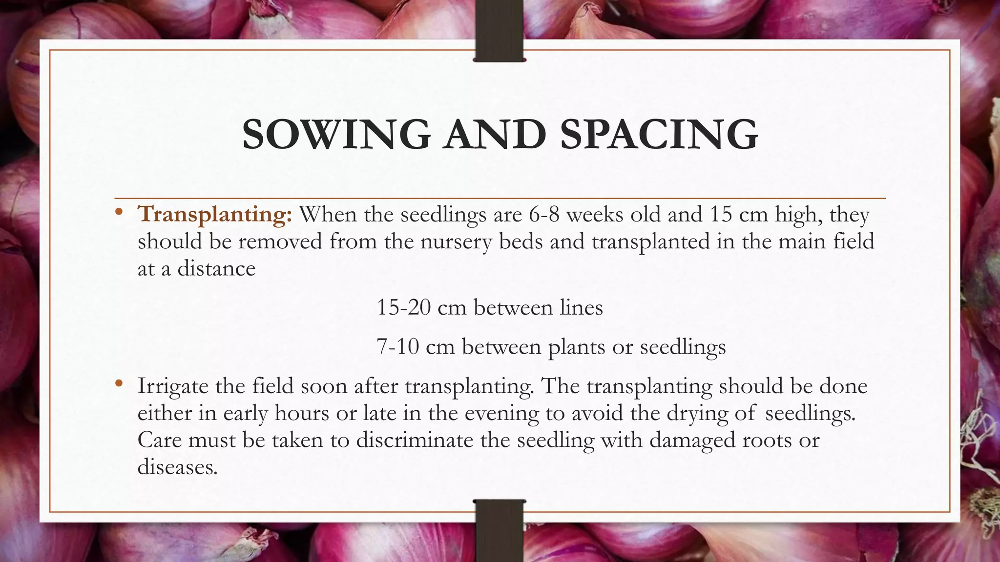 SOWING AND SPACING
• Transplanting: When the seedlings are 6-8 weeks old and 15 cm high, they
should be removed from the nursery beds and transplanted in the main field
at a distance
15-20 cm between lines
7-10 cm between plants or seedlings
• Irrigate the field soon after transplanting. The transplanting should be done
either in early hours or late in the evening to avoid the drying of seedlings.
Care must be taken to discriminate the seedling with damaged roots or
diseases.
 
