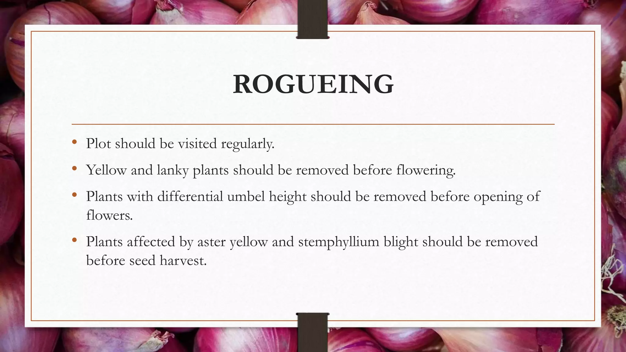 ROGUEING
• Plot should be visited regularly.
• Yellow and lanky plants should be removed before flowering.
• Plants with differential umbel height should be removed before opening of
flowers.
• Plants affected by aster yellow and stemphyllium blight should be removed
before seed harvest.
 