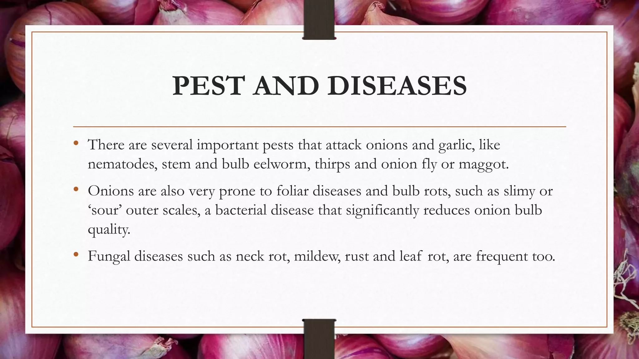 PEST AND DISEASES
• There are several important pests that attack onions and garlic, like
nematodes, stem and bulb eelworm, thirps and onion fly or maggot.
• Onions are also very prone to foliar diseases and bulb rots, such as slimy or
‘sour’ outer scales, a bacterial disease that significantly reduces onion bulb
quality.
• Fungal diseases such as neck rot, mildew, rust and leaf rot, are frequent too.
 