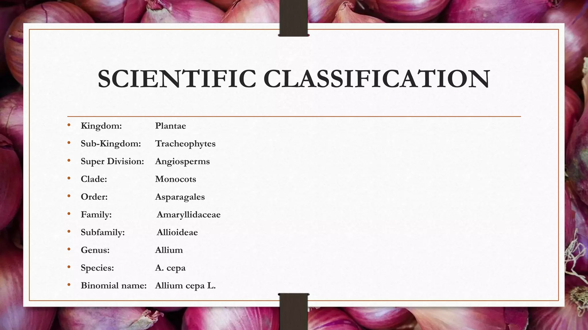 SCIENTIFIC CLASSIFICATION
• Kingdom: Plantae
• Sub-Kingdom: Tracheophytes
• Super Division: Angiosperms
• Clade: Monocots
• Order: Asparagales
• Family: Amaryllidaceae
• Subfamily: Allioideae
• Genus: Allium
• Species: A. cepa
• Binomial name: Allium cepa L.
 
