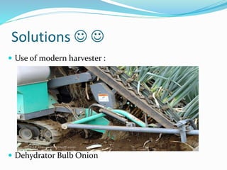 Solutions  
 Use of modern harvester :
 Dehydrator Bulb Onion
 