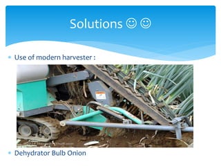  Use of modern harvester :
 Dehydrator Bulb Onion
Solutions  
 