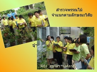 สำรวจพรรณไม้  จำแนกตามลักษณะวิสัย สำรวจพรรณไม้  จำแนกตามลักษณะวิสัย พี่กุ้ง  สุชาดา  วงศ์ภาคำ 