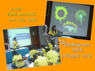 การทำตัวอย่างพรรณไม้ และ รู้จักสัณฐานพรรณไม้ รู้จักสัณฐานพรรณไม้ การทำ  ตัวอย่างพรรณไม้ อ . ปริญญนุช  ดรุมาศ อ . ดร . มานิต  คิดอยู่ 