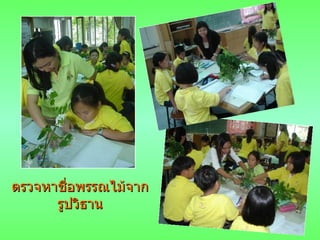 ตรวจหาชื่อพรรณไม้จากรูปวิธาน ตรวจหาชื่อพรรณไม้จากรูปวิธาน 