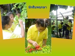 นักสืบพฤกษา นักสืบพฤกษา 