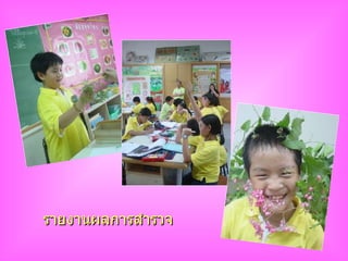 รายงานผลการสำรวจ รายงานผลการสำรวจ 