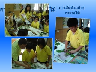 การอัดตัวอย่างพรรณไม้ การอัดตัวอย่าง  พรรณไม้ 
