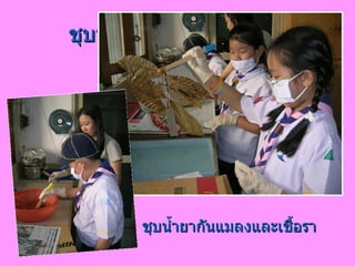 ชุบน้ำยากันแมลงและเชื้อรา ชุบน้ำยากันแมลงและเชื้อรา 