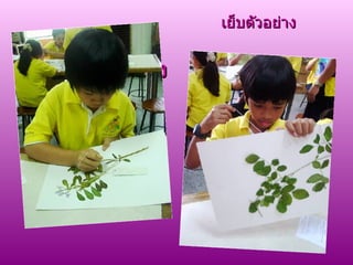 เย็บตัวอย่าง เย็บตัวอย่าง 