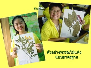 ตัวอย่างพรรณไม้แห้งแบบมาตรฐาน ตัวอย่างพรรณไม้แห้ง  แบบมาตรฐาน 