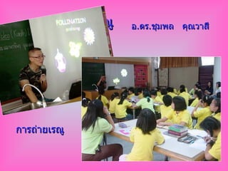 การถ่ายเรณู การถ่ายเรณู อ . ดร . ชุมพล  คุณวาสี 