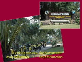 ผ่านไปสักพักหนึ่ง ก็มาถึงทับลานกัน ต้นลานเป็นพันพัน รถทุกคันรีบตามมา   