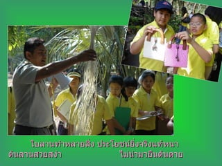 ใบลานทำหลายสิ่ง ประโยชน์ยิ่งจริงแท้หนา ต้นลานสวยสง่า ไม่น่ามายืนต้นตาย 