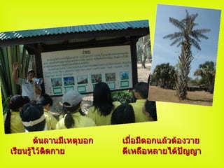 ต้นลานมีเหตุบอก เมื่อมีดอกแล้วต้องวาย เรียนรู้ไว้ติดกาย ดีเหลือหลายได้ปัญญา 