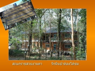 สะแกราชสวยงามตา   รักผืนป่าต้องได้ชม 