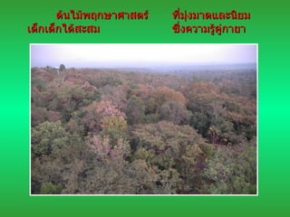 ต้นไม้พฤกษาศาสตร์ ที่มุ่งมาดและนิยม เด็กเด็กได้สะสม ซึ่งความรู้คู่กายา 