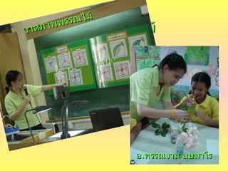 วาดภาพพรรณไม้ วาดภาพพรรณไม้ อ . พรรณงาม บุษมาโร 