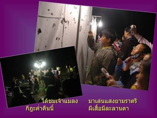 ได้ชมเจ้าแมลง มาเล่นแสงยามราตรี กีฎะค่ำคืนนี้ ผีเสื้อมีละลานตา 