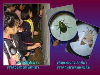 อีกทั้งชีปะขาว เห็นแสงวาวเจ้าก็มา เจ้าด้วงสวยหนักหนา เจ้าตามมาเล่นแสงไฟ 