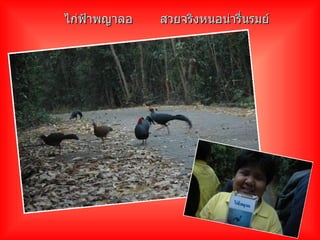 ไก่ฟ้าพญาลอ สวยจริงหนอน่ารื่นรมย์ 