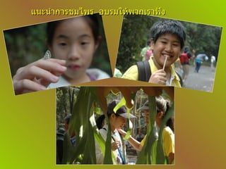 แนะนำการชมไพร อบรมให้พวกเราฟัง 