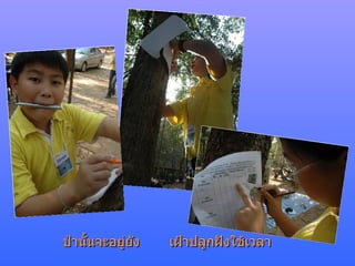 ป่านั้นจะอยู่ยัง เฝ้าปลูกฝังใช้เวลา 