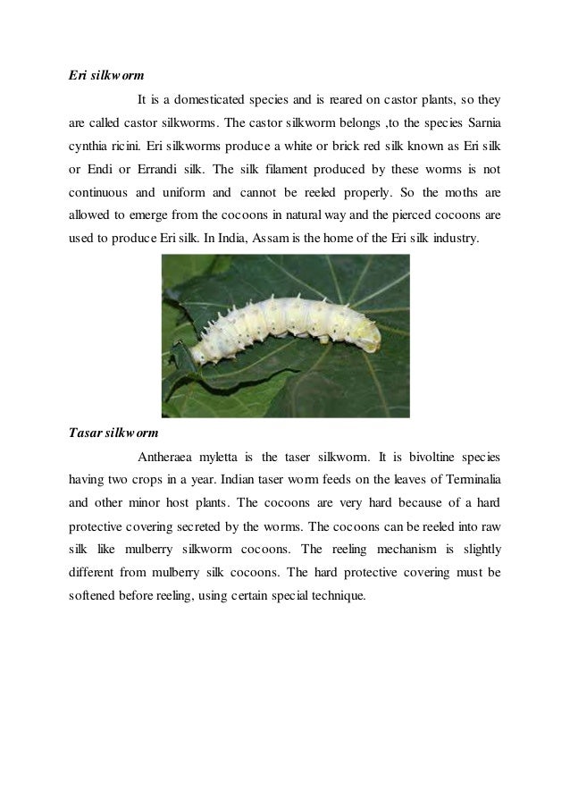 Host plants of eri silkworm image