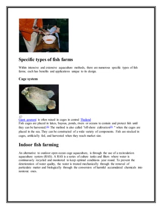 Specific types of fish farms 
Within intensive and extensive aquaculture methods, there are numerous specific types of fish 
farms; each has benefits and applications unique to its design. 
Cage system 
Giant gourami is often raised in cages in central Thailand 
Fish cages are placed in lakes, bayous, ponds, rivers or oceans to contain and protect fish until 
they can be harvested.[8] The method is also called "off-shore cultivation[9] " when the cages are 
placed in the sea. They can be constructed of a wide variety of components. Fish are stocked in 
cages, artificially fed, and harvested when they reach market size. 
Indoor fish farming 
An alternative to outdoor open ocean cage aquaculture, is through the use of a recirculation 
aquaculture system (RAS). A RAS is a series of culture tanks and filters where water is 
continuously recycled and monitored to keep optimal conditions year round. To prevent the 
deterioration of water quality, the water is treated mechanically through the removal of 
particulate matter and biologically through the conversion of harmful accumulated chemicals into 
nontoxic ones. 
 