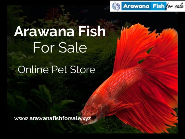 Buy Arowana Fish From Online Fish Store At Attractive Price