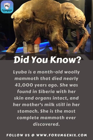 Did You Know?
Lyuba is a month-old woolly
mammoth that died nearly
42,000 years ago. She was
found in Siberia with her
skin and organs intact, and
her mother's milk still in her
stomach. She is the most
complete mammoth ever
discovered.
F O L L O W U S @ W W W . F O R U M G E N I X . C O M
 