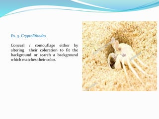 Ex. 3. Cryptolithodes
Conceal / comouflage either by
altering their coloration to fit the
background or search a background
which matches their color.
 