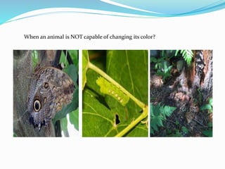 When an animal is NOT capable of changing its color?
 