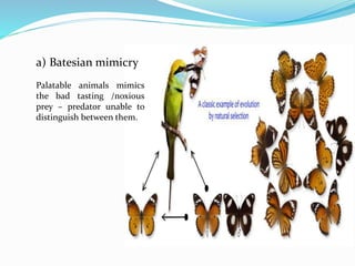 a) Batesian mimicry
Palatable animals mimics
the bad tasting /noxious
prey – predator unable to
distinguish between them.
 