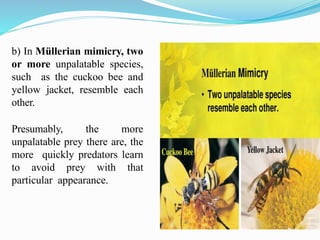 b) In Müllerian mimicry, two
or more unpalatable species,
such as the cuckoo bee and
yellow jacket, resemble each
other.
Presumably, the more
unpalatable prey there are, the
more quickly predators learn
to avoid prey with that
particular appearance.
 