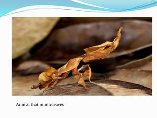 Animal that mimic leaves
 
