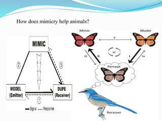 How does mimicry help animals?
 