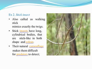 Ex 2. Stick insect
• Also called as walking
stick
mimics exactly the twigs.
• Stick insects have long,
cylindrical bodies, that
are stick-like in both
shape and colour.
• Their natural camouflage
makes them difficult
for predators to detect;
 