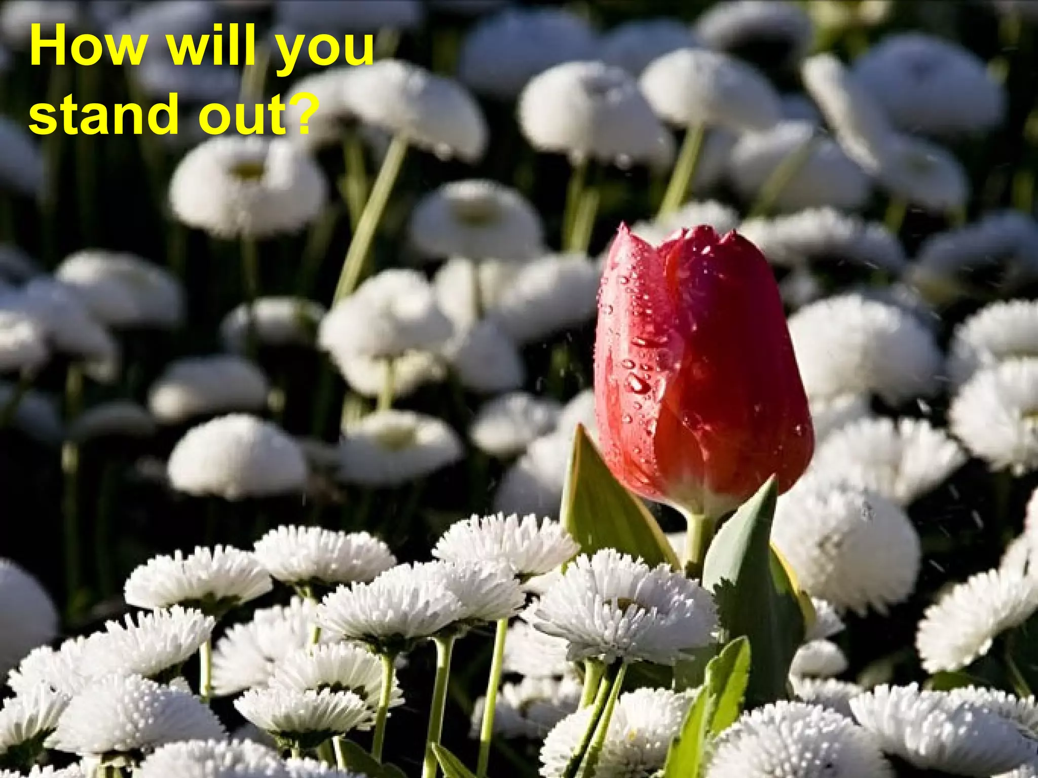 How will you  stand out? 