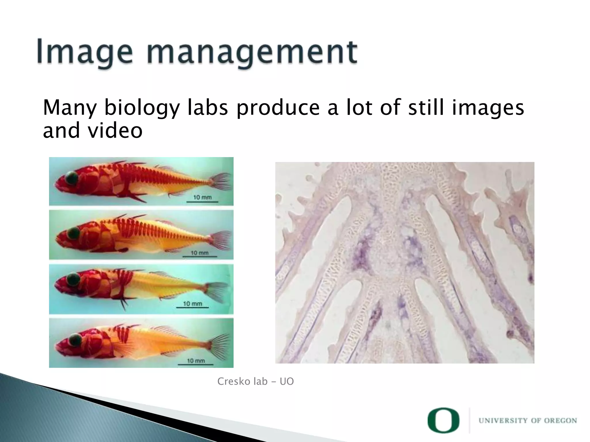 Many biology labs produce a lot of still images
and video




                 Cresko lab - UO
 