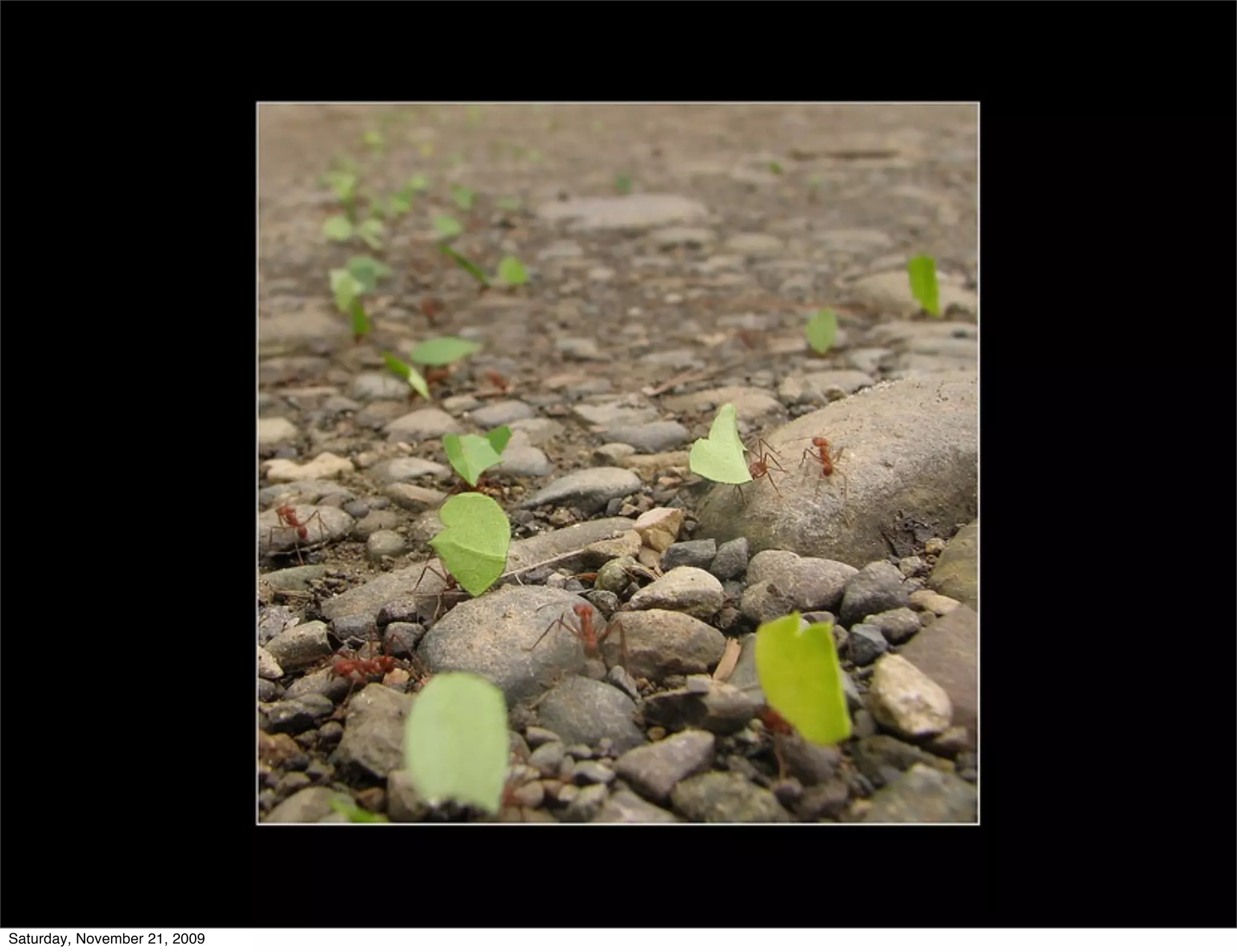 Saturday, November 21, 2009
 