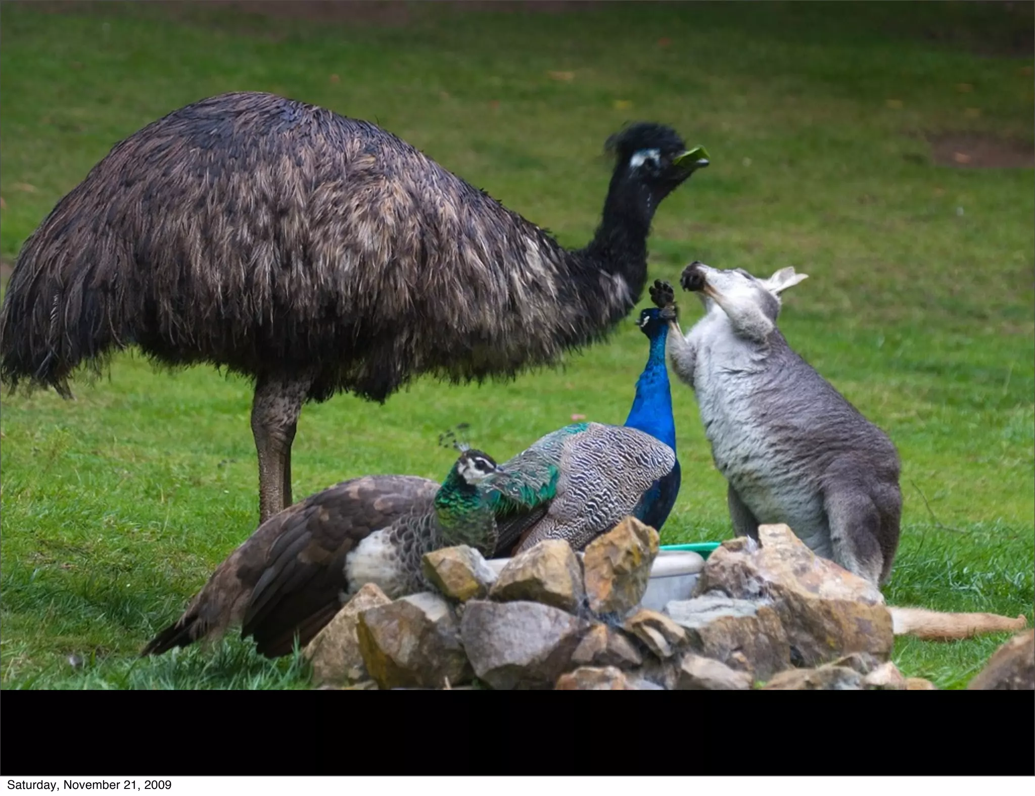 Saturday, November 21, 2009
 